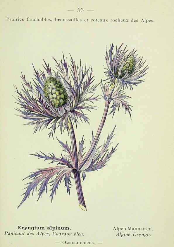 Reproducción/Reproduction 6298809024: Nouvelle flore coloriée de poche des Alpes et des Pyrénées. v.1. Paris,Klincksieck,1906-1912