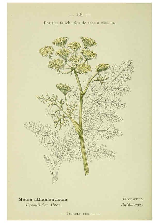 Reproducción/Reproduction 6298809304: Nouvelle flore coloriée de poche des Alpes et des Pyrénées. v.1. Paris,Klincksieck,1906-1912
