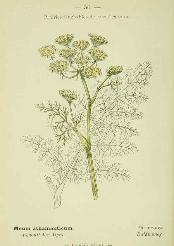 Reproducción/Reproduction 6298809304: Nouvelle flore coloriée de poche des Alpes et des Pyrénées. v.1. Paris,Klincksieck,1906-1912
