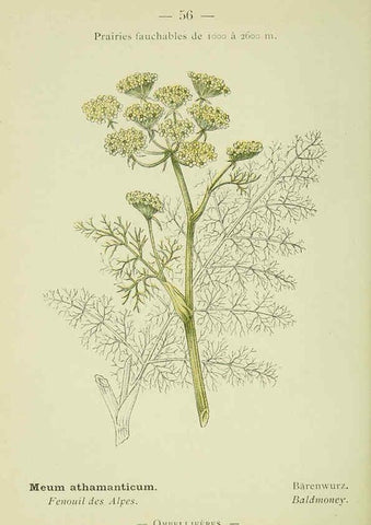 Reproducción/Reproduction 6298809304: Nouvelle flore coloriée de poche des Alpes et des Pyrénées. v.1. Paris,Klincksieck,1906-1912