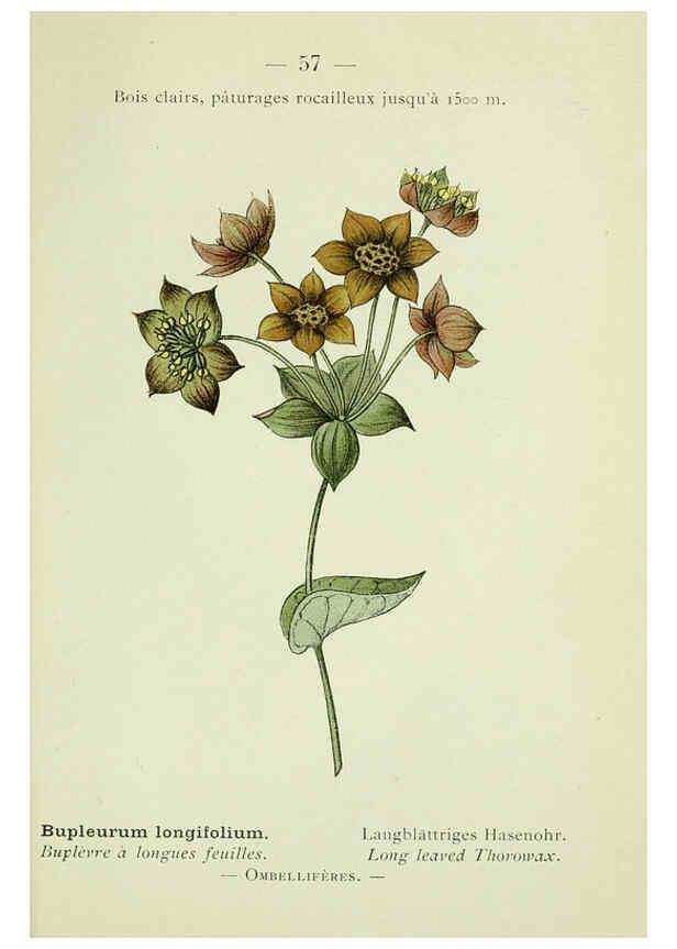 Reproducción/Reproduction 6298809540: Nouvelle flore coloriée de poche des Alpes et des Pyrénées. v.1. Paris,Klincksieck,1906-1912