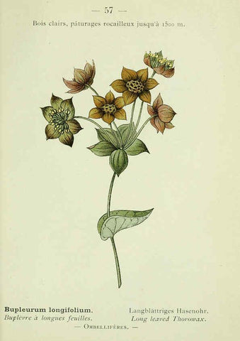 Reproducción/Reproduction 6298809540: Nouvelle flore coloriée de poche des Alpes et des Pyrénées. v.1. Paris,Klincksieck,1906-1912