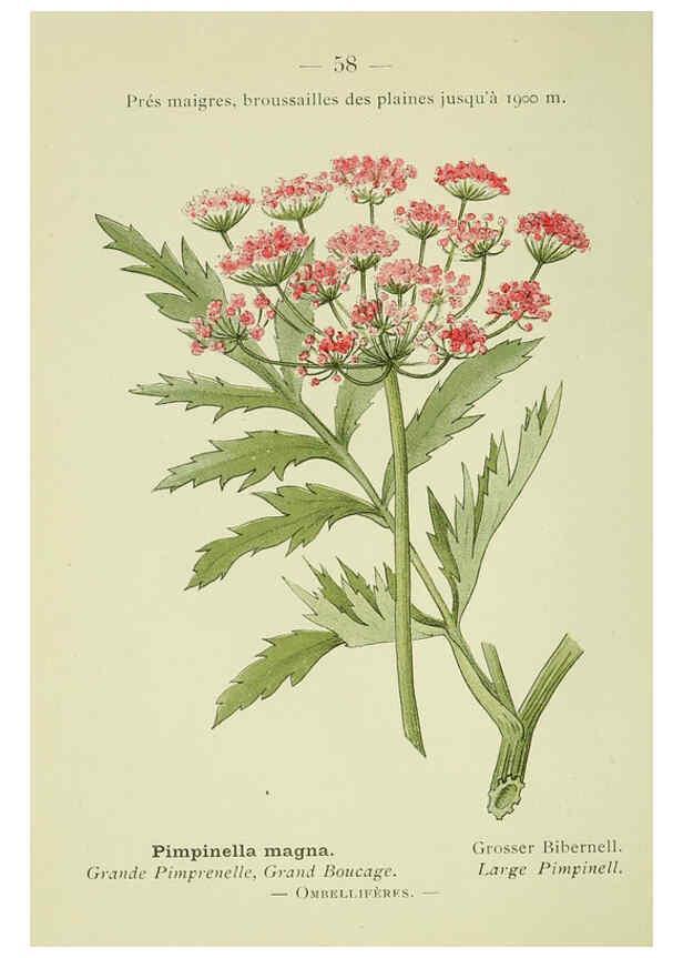 Reproducción/Reproduction 6298809748: Nouvelle flore coloriée de poche des Alpes et des Pyrénées. v.1. Paris,Klincksieck,1906-1912