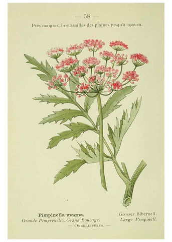 Reproducción/Reproduction 6298809748: Nouvelle flore coloriée de poche des Alpes et des Pyrénées. v.1. Paris,Klincksieck,1906-1912