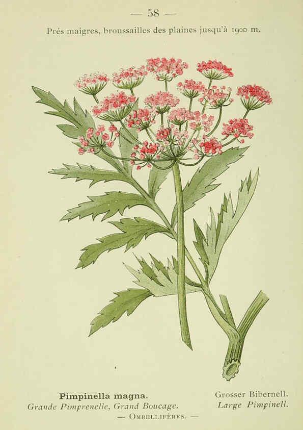 Reproducción/Reproduction 6298809748: Nouvelle flore coloriée de poche des Alpes et des Pyrénées. v.1. Paris,Klincksieck,1906-1912