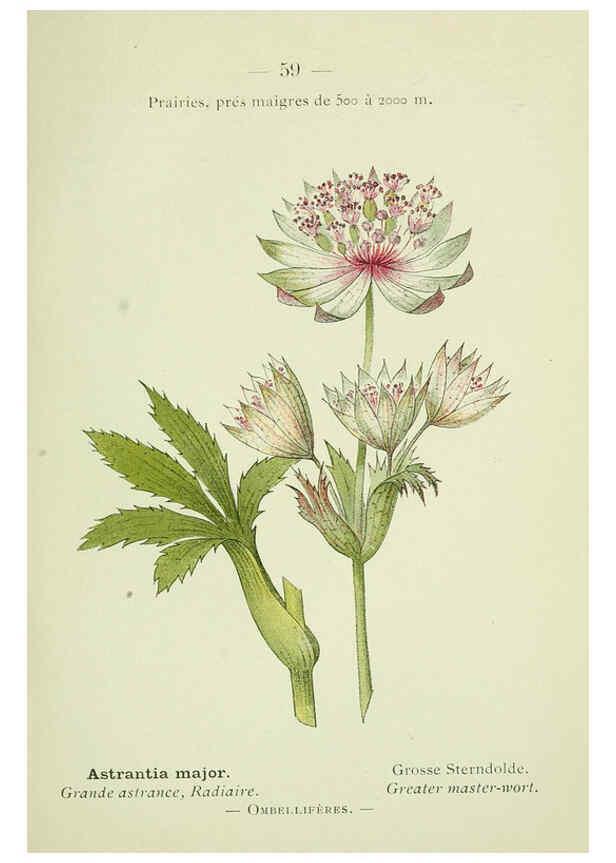 Reproducción/Reproduction 6298278463: Nouvelle flore coloriée de poche des Alpes et des Pyrénées. v.1. Paris,Klincksieck,1906-1912