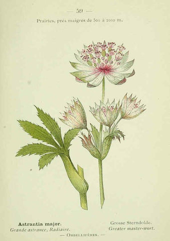 Reproducción/Reproduction 6298278463: Nouvelle flore coloriée de poche des Alpes et des Pyrénées. v.1. Paris,Klincksieck,1906-1912