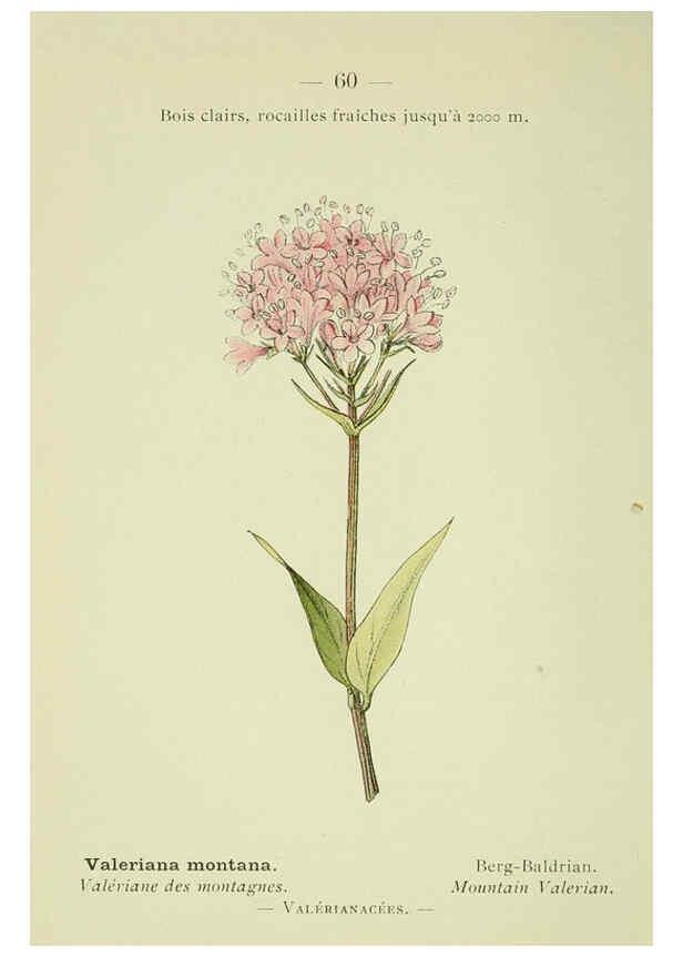 Reproducción/Reproduction 6298810256: Nouvelle flore coloriée de poche des Alpes et des Pyrénées. v.1. Paris,Klincksieck,1906-1912