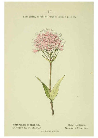 Reproducción/Reproduction 6298810256: Nouvelle flore coloriée de poche des Alpes et des Pyrénées. v.1. Paris,Klincksieck,1906-1912