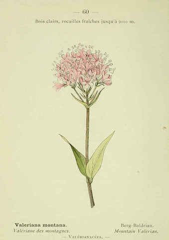 Reproducción/Reproduction 6298810256: Nouvelle flore coloriée de poche des Alpes et des Pyrénées. v.1. Paris,Klincksieck,1906-1912