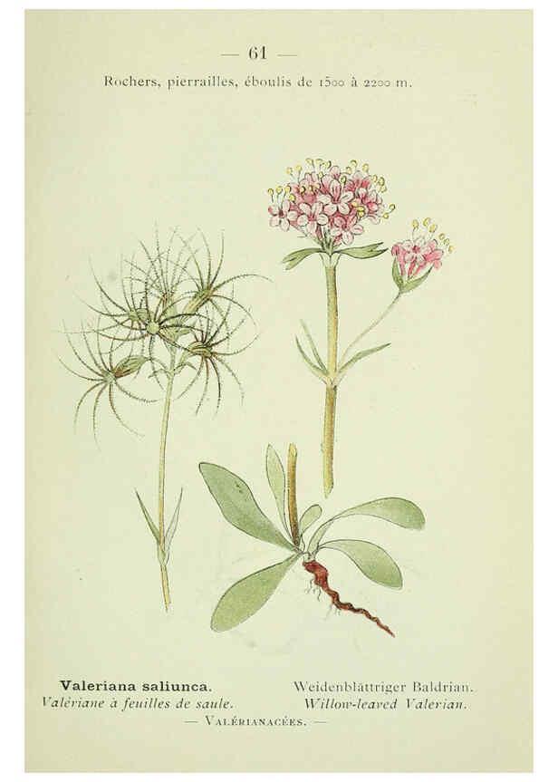 Reproducción/Reproduction 6298279075: Nouvelle flore coloriée de poche des Alpes et des Pyrénées. v.1. Paris,Klincksieck,1906-1912