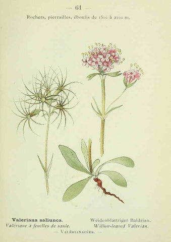 Reproducción/Reproduction 6298279075: Nouvelle flore coloriée de poche des Alpes et des Pyrénées. v.1. Paris,Klincksieck,1906-1912