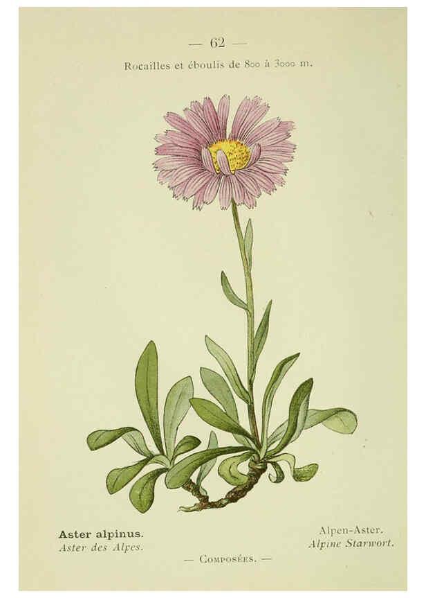 Reproducción/Reproduction 6298810772: Nouvelle flore coloriée de poche des Alpes et des Pyrénées. v.1. Paris,Klincksieck,1906-1912