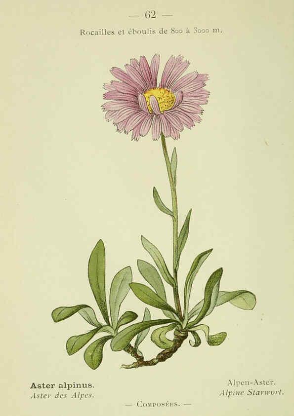 Reproducción/Reproduction 6298810772: Nouvelle flore coloriée de poche des Alpes et des Pyrénées. v.1. Paris,Klincksieck,1906-1912