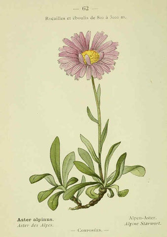 Reproducción/Reproduction 6298810772: Nouvelle flore coloriée de poche des Alpes et des Pyrénées. v.1. Paris,Klincksieck,1906-1912