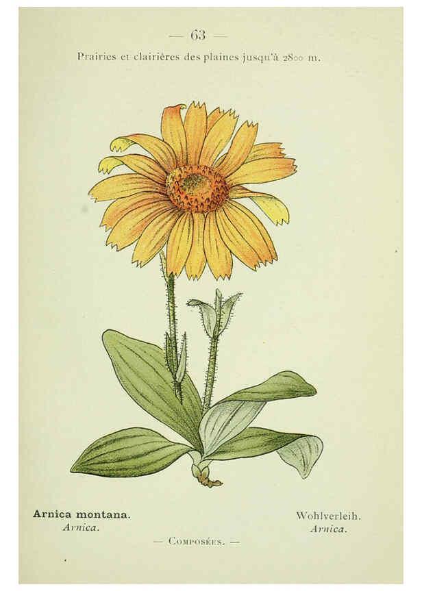Reproducción/Reproduction 6298279603: Nouvelle flore coloriée de poche des Alpes et des Pyrénées. v.1. Paris,Klincksieck,1906-1912