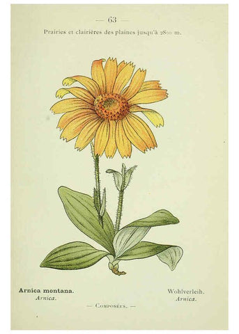 Reproducción/Reproduction 6298279603: Nouvelle flore coloriée de poche des Alpes et des Pyrénées. v.1. Paris,Klincksieck,1906-1912