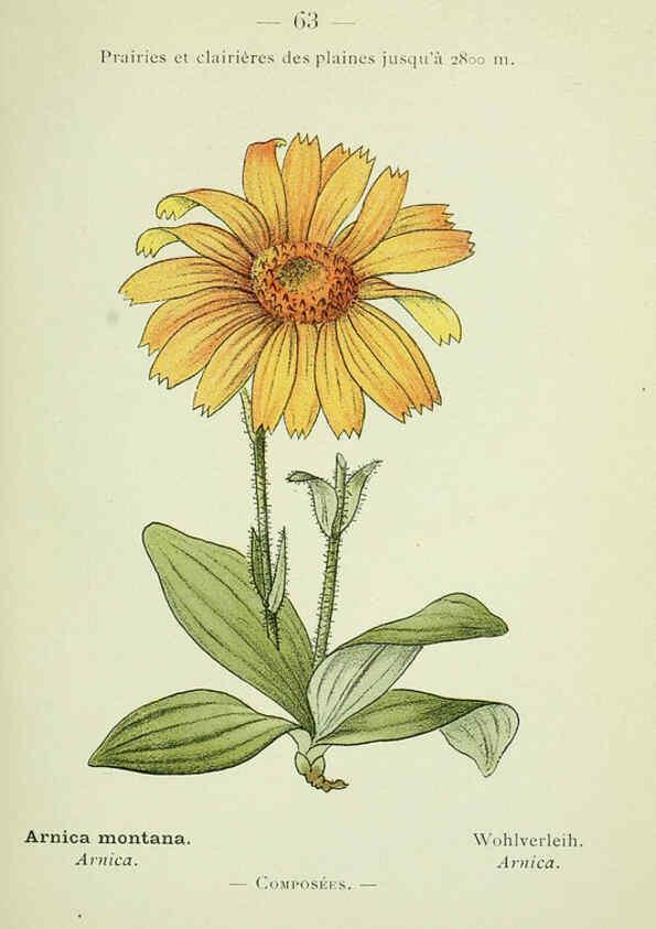 Reproducción/Reproduction 6298279603: Nouvelle flore coloriée de poche des Alpes et des Pyrénées. v.1. Paris,Klincksieck,1906-1912