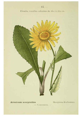 Reproducción/Reproduction 6298811252: Nouvelle flore coloriée de poche des Alpes et des Pyrénées. v.1. Paris,Klincksieck,1906-1912