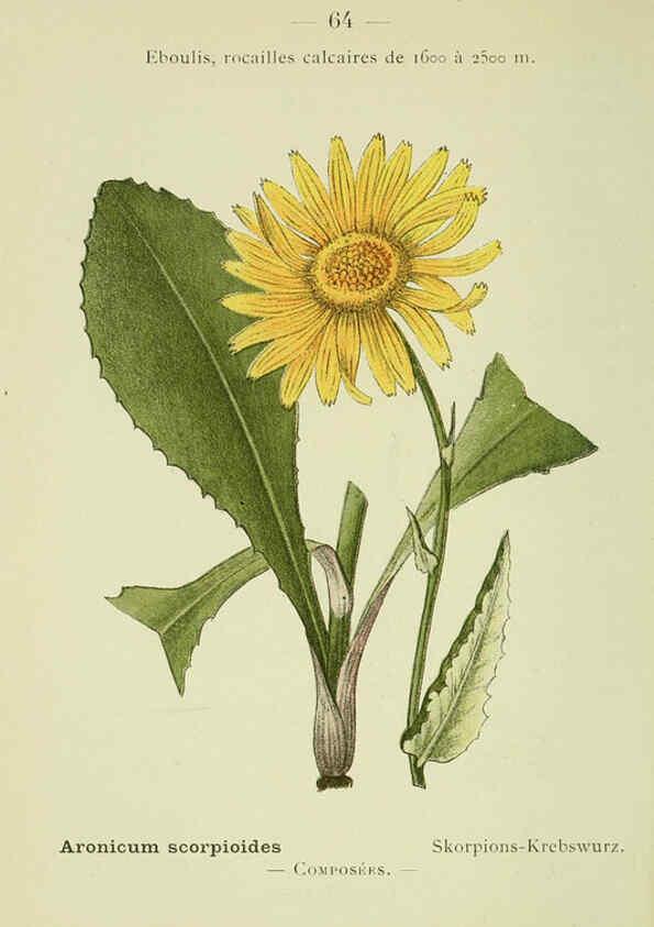 Reproducción/Reproduction 6298811252: Nouvelle flore coloriée de poche des Alpes et des Pyrénées. v.1. Paris,Klincksieck,1906-1912