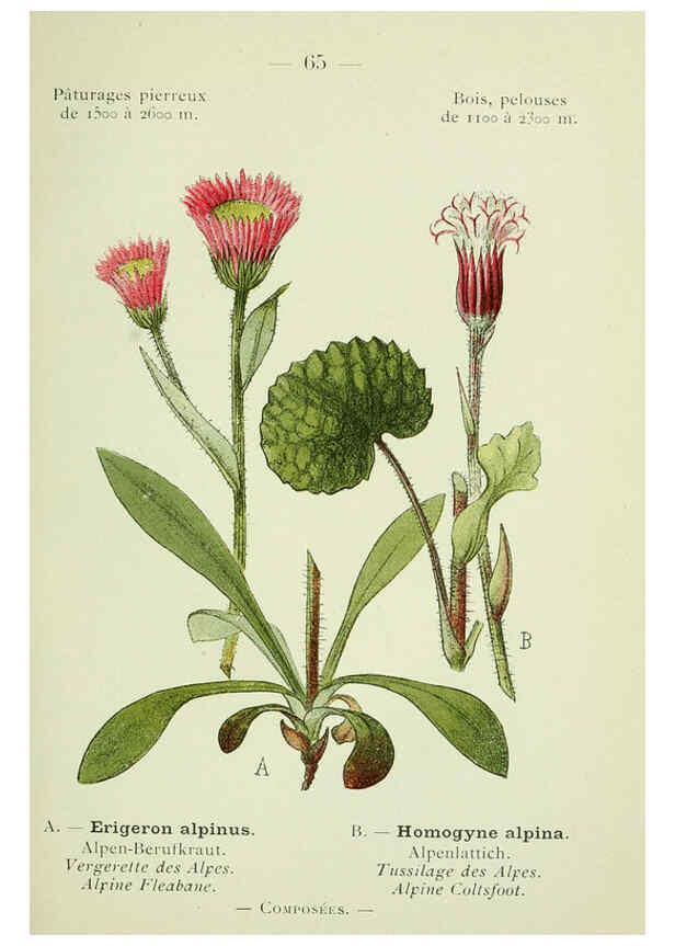 Reproducción/Reproduction 6298811482: Nouvelle flore coloriée de poche des Alpes et des Pyrénées. v.1. Paris,Klincksieck,1906-1912