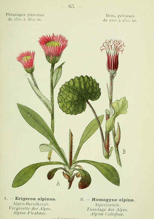 Reproducción/Reproduction 6298811482: Nouvelle flore coloriée de poche des Alpes et des Pyrénées. v.1. Paris,Klincksieck,1906-1912