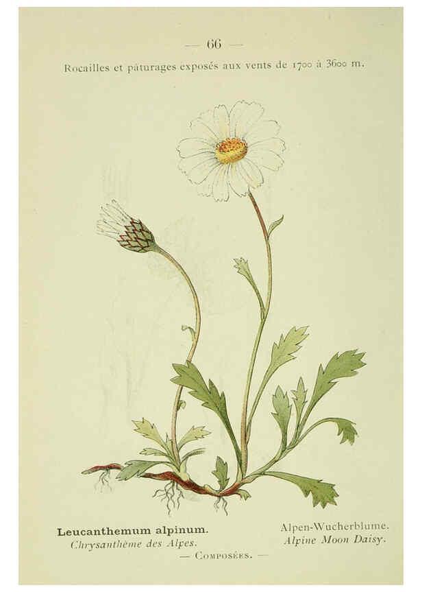 Reproducción/Reproduction 6298811714: Nouvelle flore coloriée de poche des Alpes et des Pyrénées. v.1. Paris,Klincksieck,1906-1912