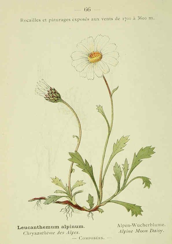 Reproducción/Reproduction 6298811714: Nouvelle flore coloriée de poche des Alpes et des Pyrénées. v.1. Paris,Klincksieck,1906-1912