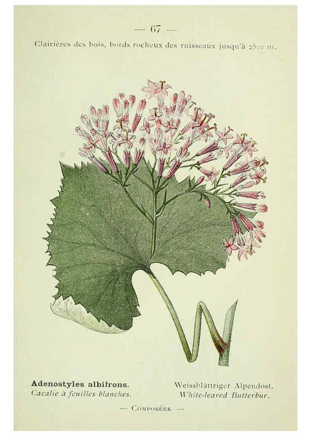 Reproducción/Reproduction 6298280729: Nouvelle flore coloriée de poche des Alpes et des Pyrénées. v.1. Paris,Klincksieck,1906-1912