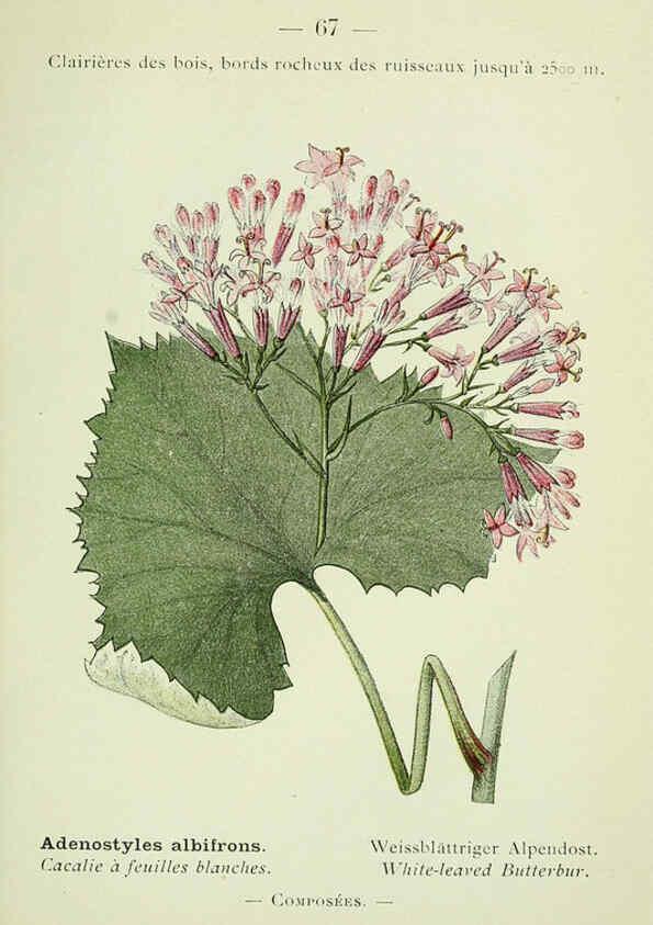 Reproducción/Reproduction 6298280729: Nouvelle flore coloriée de poche des Alpes et des Pyrénées. v.1. Paris,Klincksieck,1906-1912