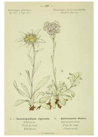 Reproducción/Reproduction 6298812260: Nouvelle flore coloriée de poche des Alpes et des Pyrénées. v.1. Paris,Klincksieck,1906-1912