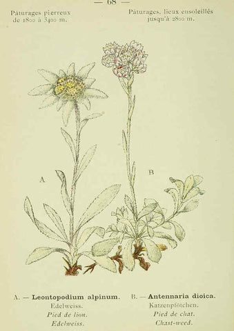 Reproducción/Reproduction 6298812260: Nouvelle flore coloriée de poche des Alpes et des Pyrénées. v.1. Paris,Klincksieck,1906-1912