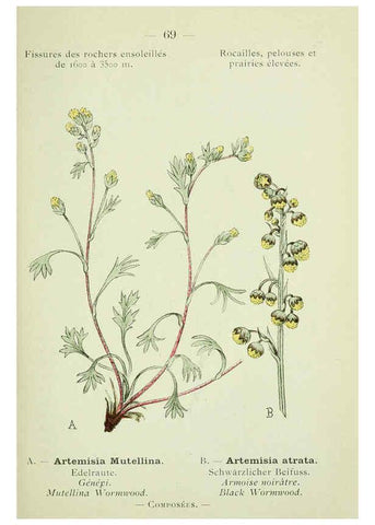 Reproducción/Reproduction 6298281319: Nouvelle flore coloriée de poche des Alpes et des Pyrénées. v.1. Paris,Klincksieck,1906-1912