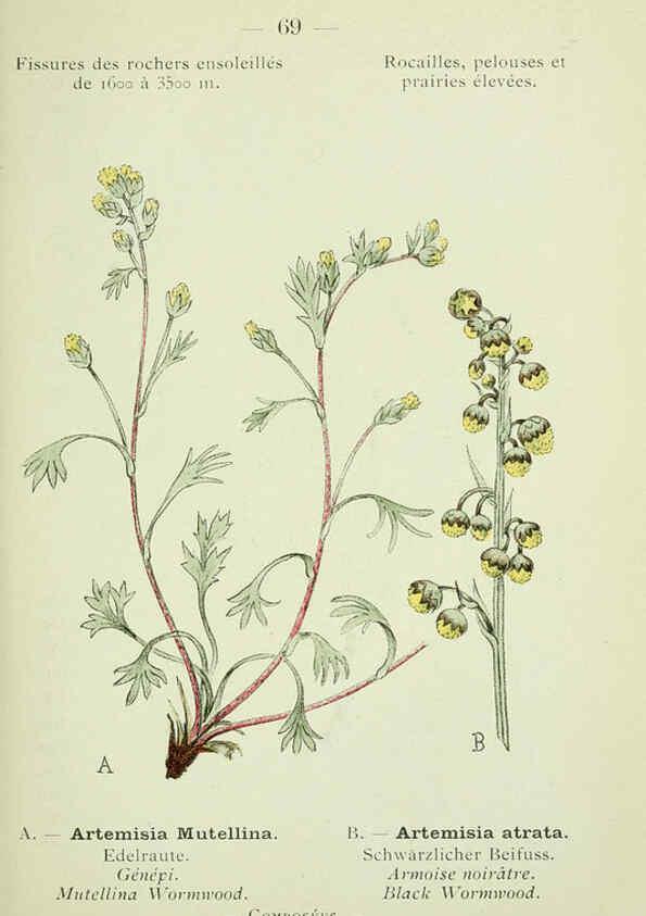 Reproducción/Reproduction 6298281319: Nouvelle flore coloriée de poche des Alpes et des Pyrénées. v.1. Paris,Klincksieck,1906-1912