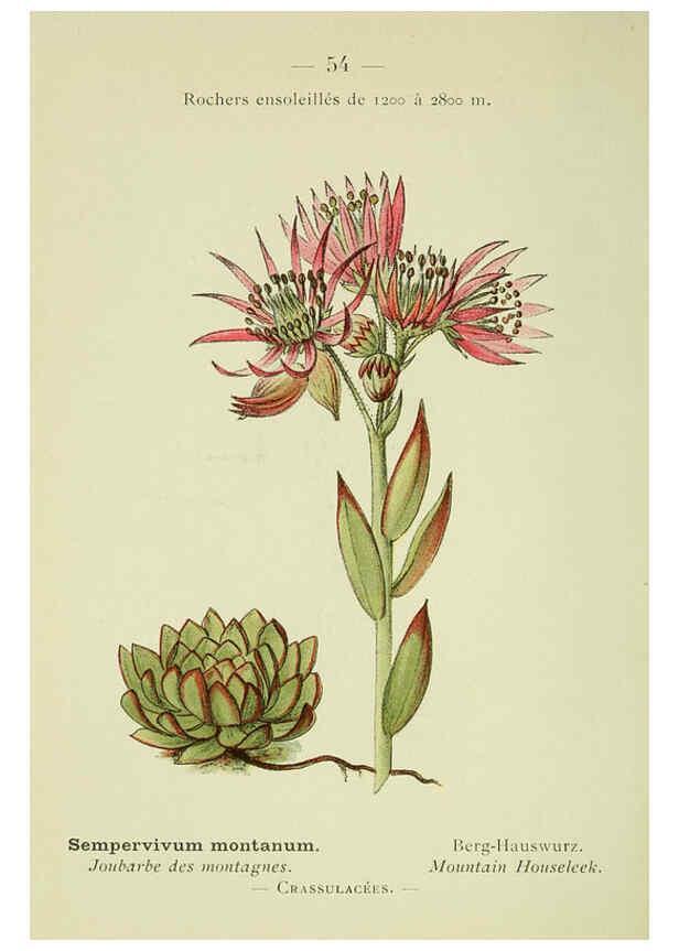 Reproducción/Reproduction 6298277327: Nouvelle flore coloriée de poche des Alpes et des Pyrénées. v.1. Paris,Klincksieck,1906-1912