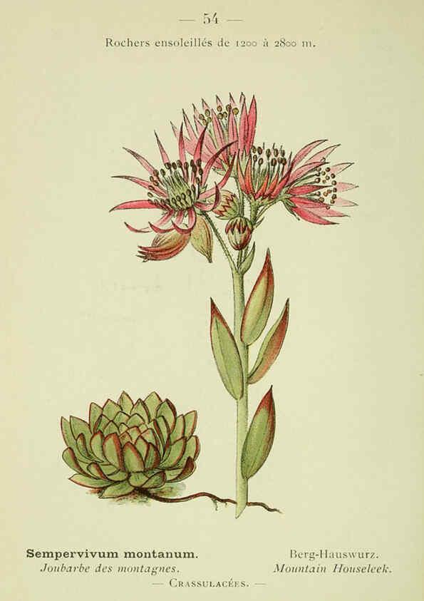 Reproducción/Reproduction 6298277327: Nouvelle flore coloriée de poche des Alpes et des Pyrénées. v.1. Paris,Klincksieck,1906-1912