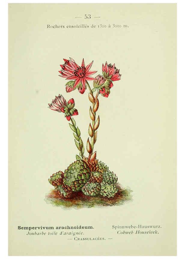 Reproducción/Reproduction 6298808508: Nouvelle flore coloriée de poche des Alpes et des Pyrénées. v.1. Paris,Klincksieck,1906-1912