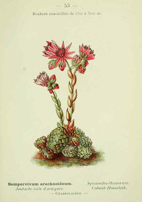Reproducción/Reproduction 6298808508: Nouvelle flore coloriée de poche des Alpes et des Pyrénées. v.1. Paris,Klincksieck,1906-1912