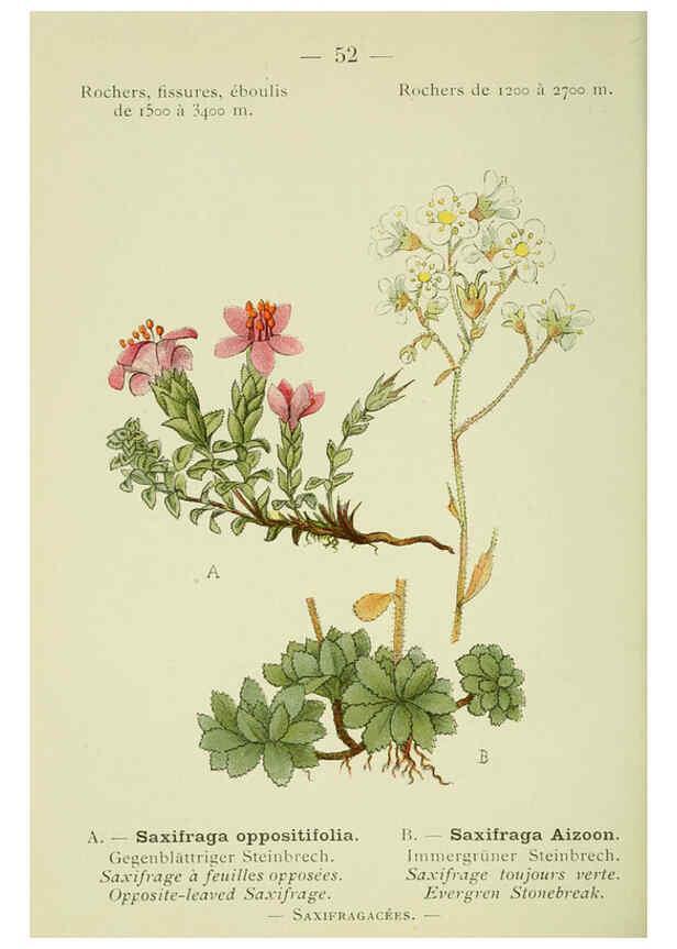 Reproducción/Reproduction 6298276849: Nouvelle flore coloriée de poche des Alpes et des Pyrénées. v.1. Paris,Klincksieck,1906-1912