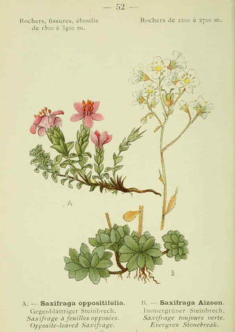 Reproducción/Reproduction 6298276849: Nouvelle flore coloriée de poche des Alpes et des Pyrénées. v.1. Paris,Klincksieck,1906-1912