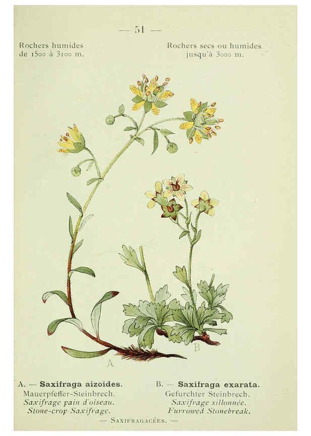 Reproducción/Reproduction 6298276551: Nouvelle flore coloriée de poche des Alpes et des Pyrénées. v.1. Paris,Klincksieck,1906-1912