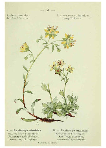 Reproducción/Reproduction 6298276551: Nouvelle flore coloriée de poche des Alpes et des Pyrénées. v.1. Paris,Klincksieck,1906-1912