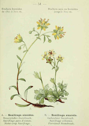 Reproducción/Reproduction 6298276551: Nouvelle flore coloriée de poche des Alpes et des Pyrénées. v.1. Paris,Klincksieck,1906-1912