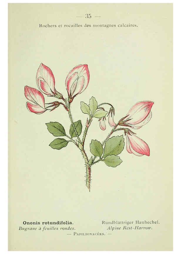 Reproducción/Reproduction 6298802490: Nouvelle flore coloriée de poche des Alpes et des Pyrénées. v.1. Paris,Klincksieck,1906-1912