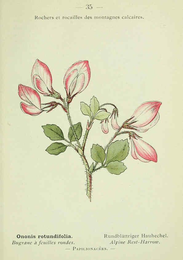 Reproducción/Reproduction 6298802490: Nouvelle flore coloriée de poche des Alpes et des Pyrénées. v.1. Paris,Klincksieck,1906-1912