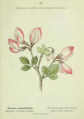 Reproducción/Reproduction 6298802490: Nouvelle flore coloriée de poche des Alpes et des Pyrénées. v.1. Paris,Klincksieck,1906-1912