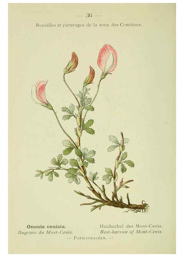Reproducción/Reproduction 6298271303: Nouvelle flore coloriée de poche des Alpes et des Pyrénées. v.1. Paris,Klincksieck,1906-1912