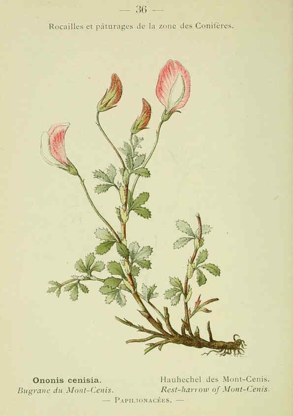Reproducción/Reproduction 6298271303: Nouvelle flore coloriée de poche des Alpes et des Pyrénées. v.1. Paris,Klincksieck,1906-1912