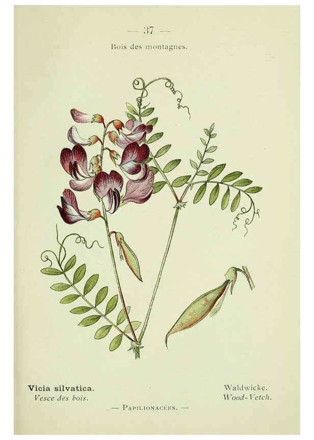 Reproducción/Reproduction 6298803954: Nouvelle flore coloriée de poche des Alpes et des Pyrénées. v.1. Paris,Klincksieck,1906-1912