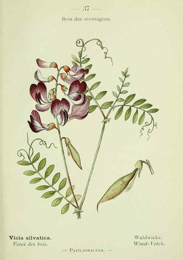 Reproducción/Reproduction 6298803954: Nouvelle flore coloriée de poche des Alpes et des Pyrénées. v.1. Paris,Klincksieck,1906-1912